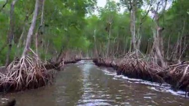 Savaş gemisi Everglades 'teki Mangrove Ormanı' ndan geçiyor.