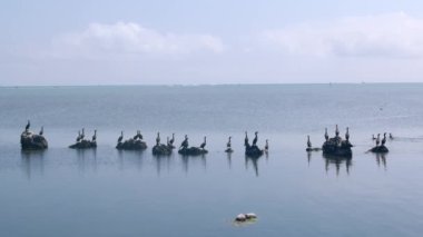 Florida Keys 'in sakin okyanus suyunda kayaların üzerinde oturan kuşlar.