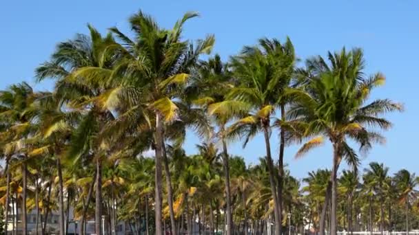 Prachtige palmbomen van South Beach in Miami — Stockvideo