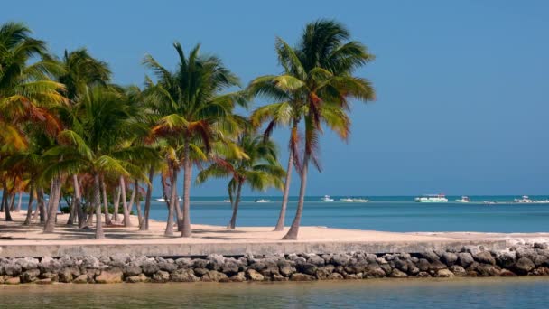 Prachtig Caribisch strand - een paradijs in de zon — Stockvideo