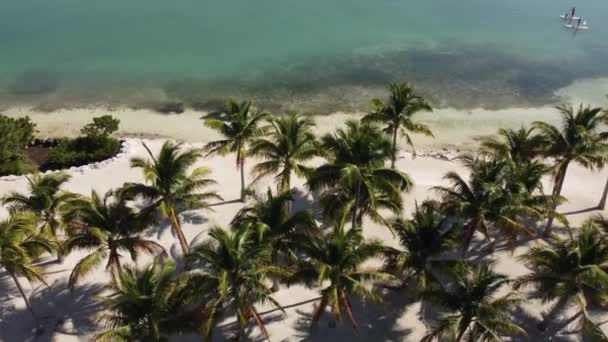 Palmiers sur une plage tropicale d'en haut — Video