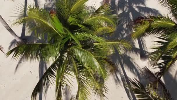 Pálmafák a trópusi tengerparton felülről — Stock videók