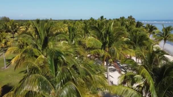 Bajo vuelo sobre palmeras en el Caribe — Vídeos de Stock