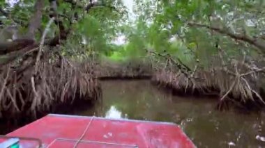 Everglades 'teki Mangrove Ormanı' ndan geçen yüksek hızlı bir bataklık botu.