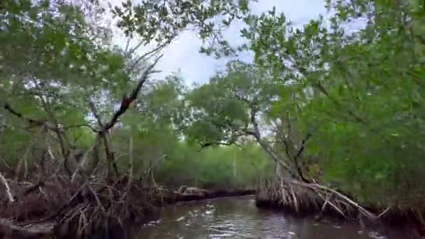 POV Airboat Tour a través de un bosque de manglares en los Everglades — Vídeo de stock