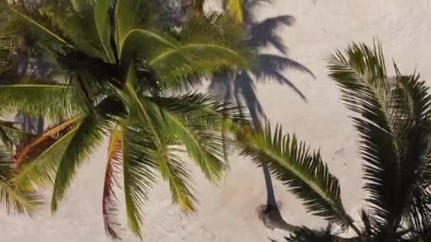 Palm trees on a tropical beach from above — Stock Video