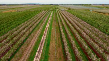 Altes Land Hamburg bataklıklarında elma ağacı tarlaları