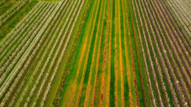 Altes Land Hamburg bataklıklarında elma ağacı tarlaları