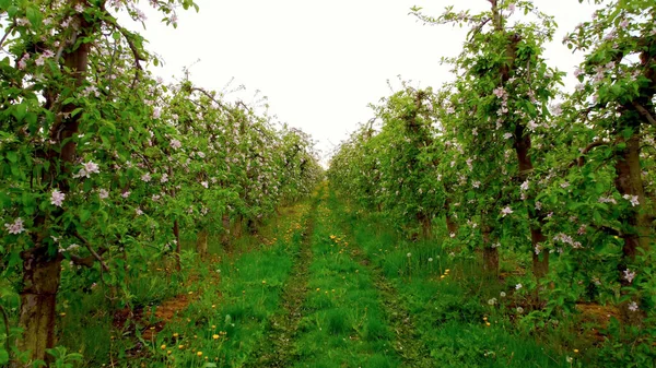 Äppelträdsfält i myrarna i Altes Land Hamburg — Stockfoto