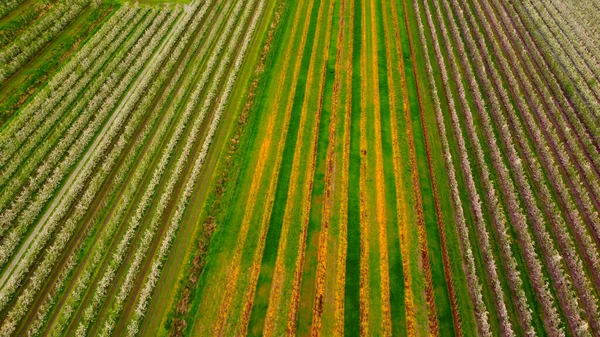 Altes Land Hamburg bataklıklarında elma ağacı tarlaları