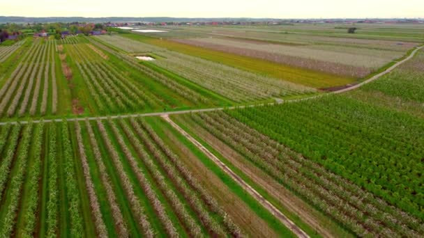 Słynna dzielnica Altes Land w Hamburgu z ogromnymi polami jabłoni — Wideo stockowe