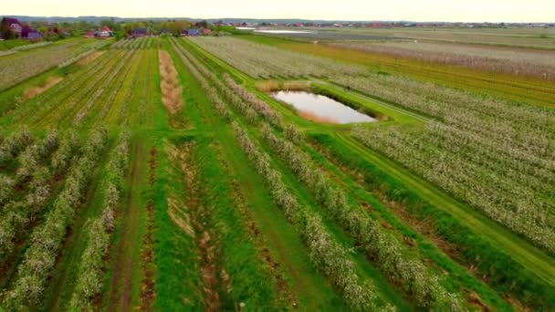 Vol au-dessus des champs de pommiers dans les marais d'Altes Land Hambourg — Video