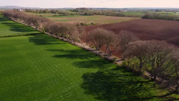 Famous Dark Hedges in Northern Ireland - aerial view — Vídeo de Stock