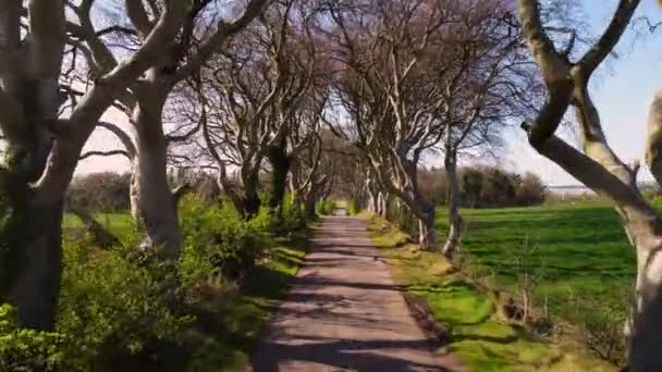 Famous Dark Hedges in Northern Ireland - fly through — Stock Video