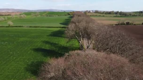 Famous Dark Hedges in Northern Ireland - aerial view — Stockvideo