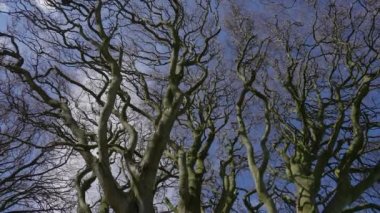 Famous Dark Hedges in Northern Ireland