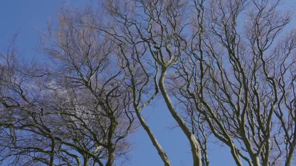 Famous Dark Hedges in Northern Ireland — Stok video