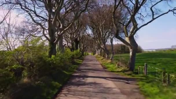 Famous Dark Hedges in Northern Ireland - fly through — Vídeo de Stock