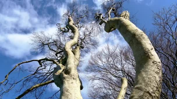 Famous Dark Hedges in Northern Ireland — Stok video