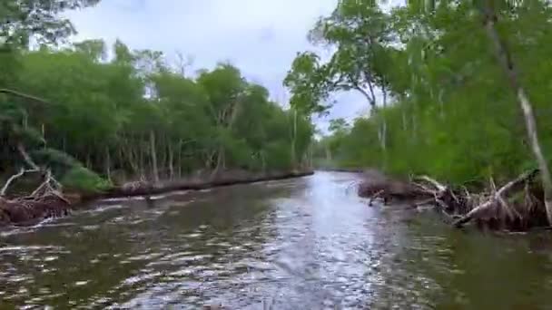 Szybka łódź powietrzna Przejażdżka przez las namorzynowy w Everglades — Wideo stockowe