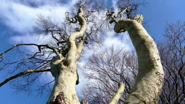 Famous Dark Hedges Northern Ireland Ireland Travel Photography — Vídeo de Stock