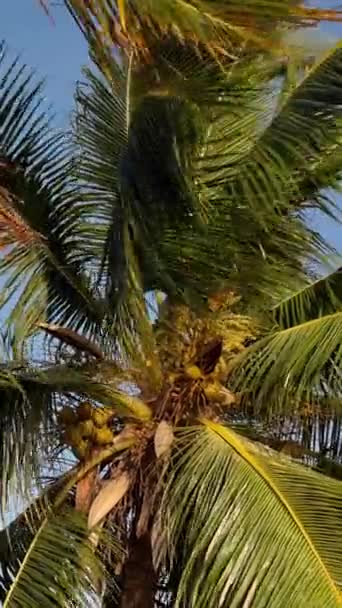 Güneşin Altındaki Güzel Palmiye Ağacı Seyahat Fotoğrafçılığı — Stok video
