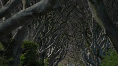 Kuzey İrlanda 'daki ünlü Dark Hedges - seyahat fotoğrafçılığı - İrlanda seyahat fotoğrafçılığı