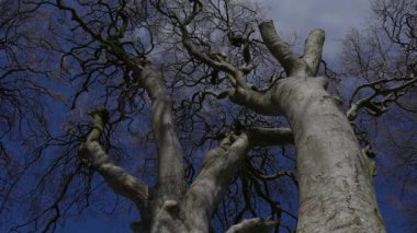 Kuzey İrlanda 'daki ünlü Dark Hedges - seyahat fotoğrafçılığı - İrlanda seyahat fotoğrafçılığı