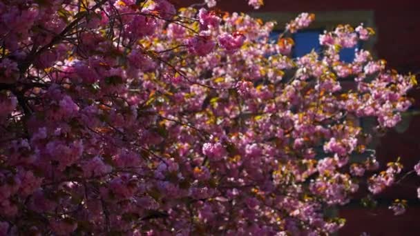 Wonderful Trees Blossom Spring Day Ireland Travel Photography — Stock video