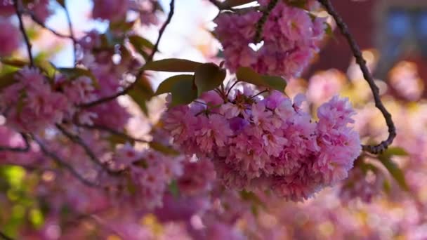 Maravilhosas Árvores Flor Dia Primavera Fotografia Viagem Irlanda — Vídeo de Stock