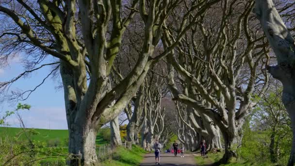 Знаменитые Темные Изгороди Северной Ирландии Фотографии Света Ирландия Фотографии Света — стоковое видео