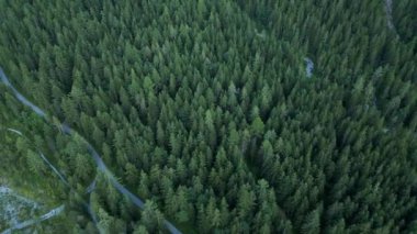 Flight over a fir forest - pine trees from above bird eyes view - travel photography