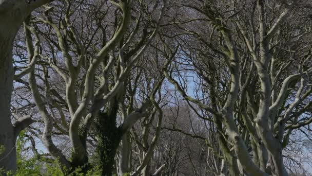 Kuzey Rlanda Daki Ünlü Dark Hedges Seyahat Fotoğrafçılığı Rlanda Seyahat — Stok video