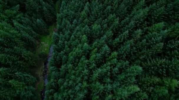 Flying Fir Forest Pine Trees Drone Photography — Vídeos de Stock