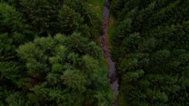 Flying over a fir forest - pine trees from above - drone photography