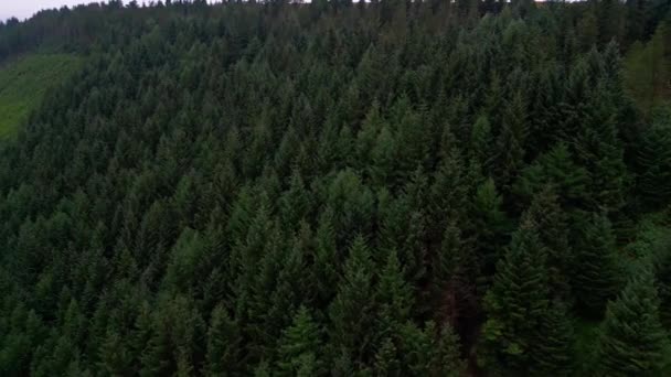 Πετώντας Πάνω Από Ένα Δάσος Ελάτης Πεύκα Από Ψηλά Drone — Αρχείο Βίντεο