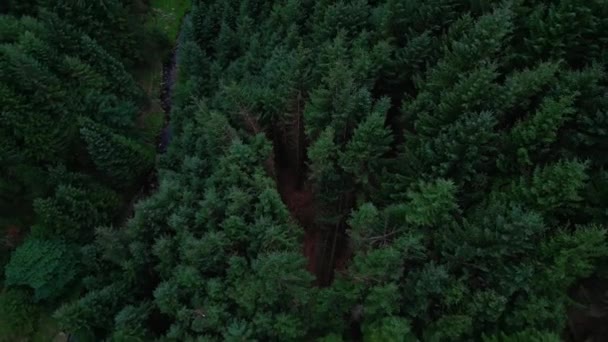 Flying Fir Forest Pine Trees Drone Photography — 비디오