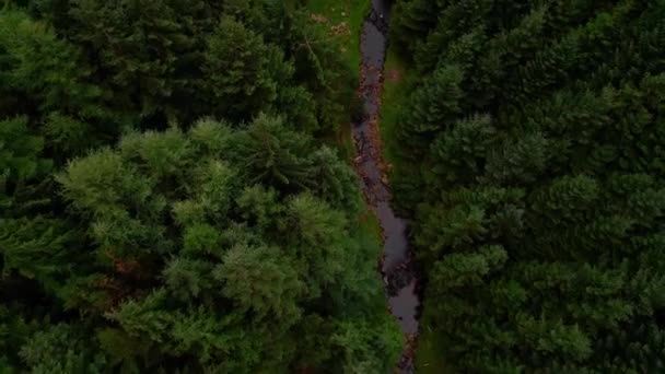 Flying Fir Forest Pine Trees Drone Photography — ストック動画