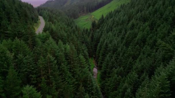 Πετώντας Πάνω Από Ένα Δάσος Ελάτης Πεύκα Από Ψηλά Drone — Αρχείο Βίντεο