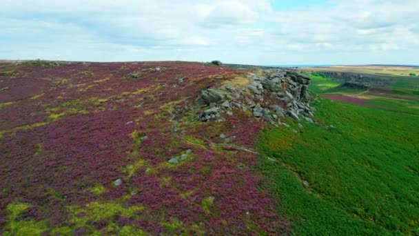 Beautiful Heather Peak District National Park Aerial View Drone Photography — ストック動画