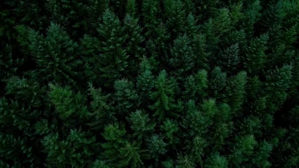 Летающие Над Пихтовым Лесом Сосны Сверху Фотография Беспилотника — стоковое видео