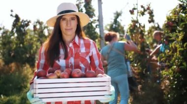 Elma hasadı. Çiftçi. organik meyve. Elma yetiştiriciliği. Elma hasadı. Bahçıvanlık. organik gıda. Eko bahçesi. İşçiler meyve bahçesinden olgun elma topluyor.,