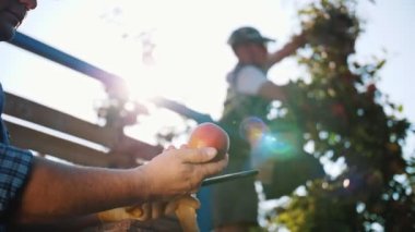 Elma hasadı. Tabletli çiftçi. Yakın plan. Hasat teftişi. Tarım uzmanı dijital tablet kullanıyor. Meyve bahçesinden elma toplayan işçiler. Güneşin parlamasıyla. Tarım teknolojisi.