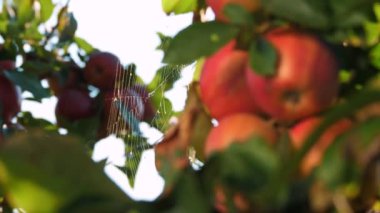 Elma hasatı Yakın plan. Kırmızı, olgun, sulu elmalar bir ağaç dalında asılı, bahçede, gün ışığında. Güzelce örülmüş örümcek ağı güneşte parıldıyor. Elma yetiştiriciliği. organik meyve.