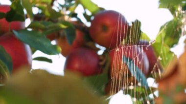 Elma hasatı Yakın plan. Kırmızı, olgun, sulu elmalar bir ağaç dalında asılı, bahçede, gün ışığında. Güzelce örülmüş örümcek ağı güneşte parıldıyor. Elma yetiştiriciliği. organik meyve.