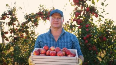 Elma hasatı Çiftçi. Meyve bahçesinden olgun elma topluyorum. organik meyve. Elma yetiştiriciliği. Bahçıvanlık. ekolojik gıda.