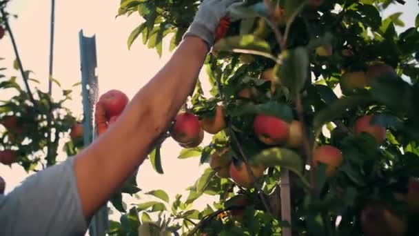 Récolte de pommes. fruits biologiques. pomiculture. Gros plan. cueillette des pommes. Jardinage. nourriture biologique. pommes à la lueur du soleil. jardin écologique. — Video