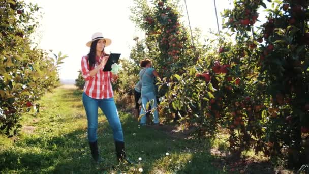 Recoltarea de mere. fermier cu tabletă. Inspecţia recoltei. agronomul de sex feminin folosește tabletă digitală, lucrătorii culegând mere în livadă. tehnologie modernă în grădinărit, agricultură. Tehnologia agrobusiness — Videoclip de stoc