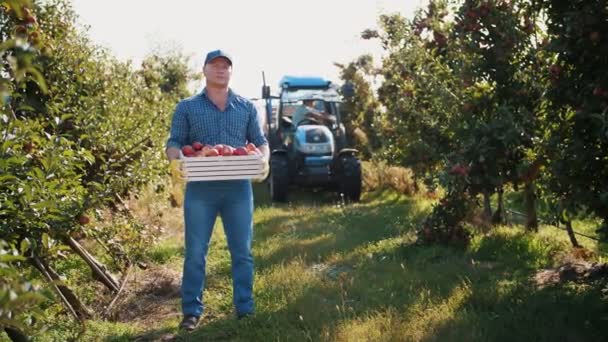 Cosecha de manzanas. granjero. los trabajadores están recogiendo manzanas maduras en el huerto. Jardinería. fruta orgánica. recogiendo la cosecha de manzana. cultivo de manzanas. comida orgánica. jardín ecológico. — Vídeo de stock