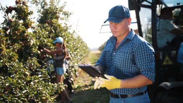 Elma hasadı. Tabletli çiftçi. Hasat teftişi. Tarım uzmanı dijital tablet kullanıyor, işçiler meyve bahçesinden elma topluyor. Bahçıvanlıkta, çiftçilikte modern teknoloji. Tarım teknolojisi. — Stok video